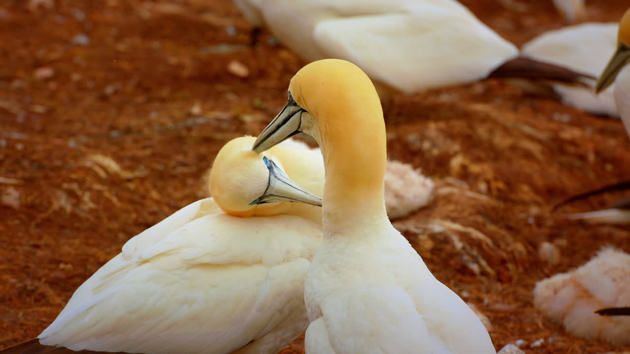 북부 가넷 부부 새 서로 청소, 눈높이, 퀘벡