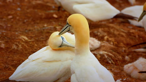 Northern-gannets-couple-birds-cleaning-each-other,-eyes-level,-Quebec