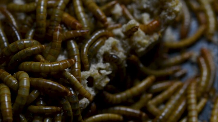 The Mealworm is a species of Darkling Beetle used to feed pets like fish, snakes, birds, and frogs