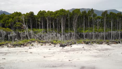 Bosque-Nativo-De-árboles-Rimu-De-Nueva-Zelanda-Se-Encuentra-Con-La-Playa-De-Arena-Y-El-Mar,-Desierto-De-Westland---Retroceso-Aéreo