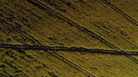 aerial drone top down over tracks in canola rapeseed fields in peak district united kingdom