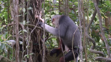 langur douc macho descansando sobre un árbol en el bosque
