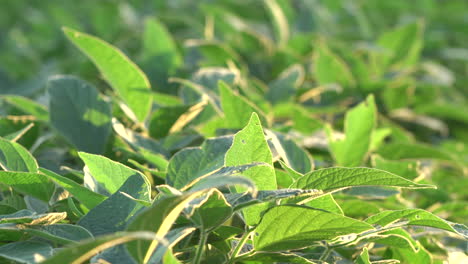 a field of soybean plants in the light of the evening sun