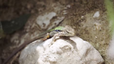 lagarto en una roca