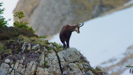 A-chamois-checks-its-surroundings-before-walking-down-a-rock-face