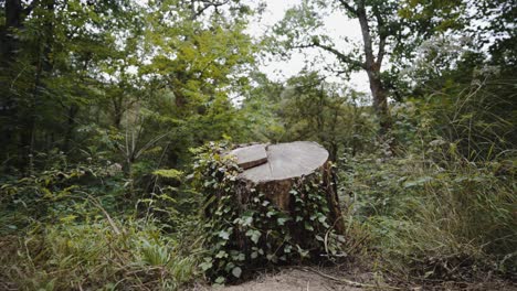 Deforested-tree-in-the-middle-of-the-forest,-Spain,-traveling-shot,-low-angle