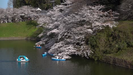 Gran-árbol-De-Sakura-Llorando-Colgando-Sobre-El-Agua-Y-Gente-En-Botes-De-Remos-Reuniéndose-Allí