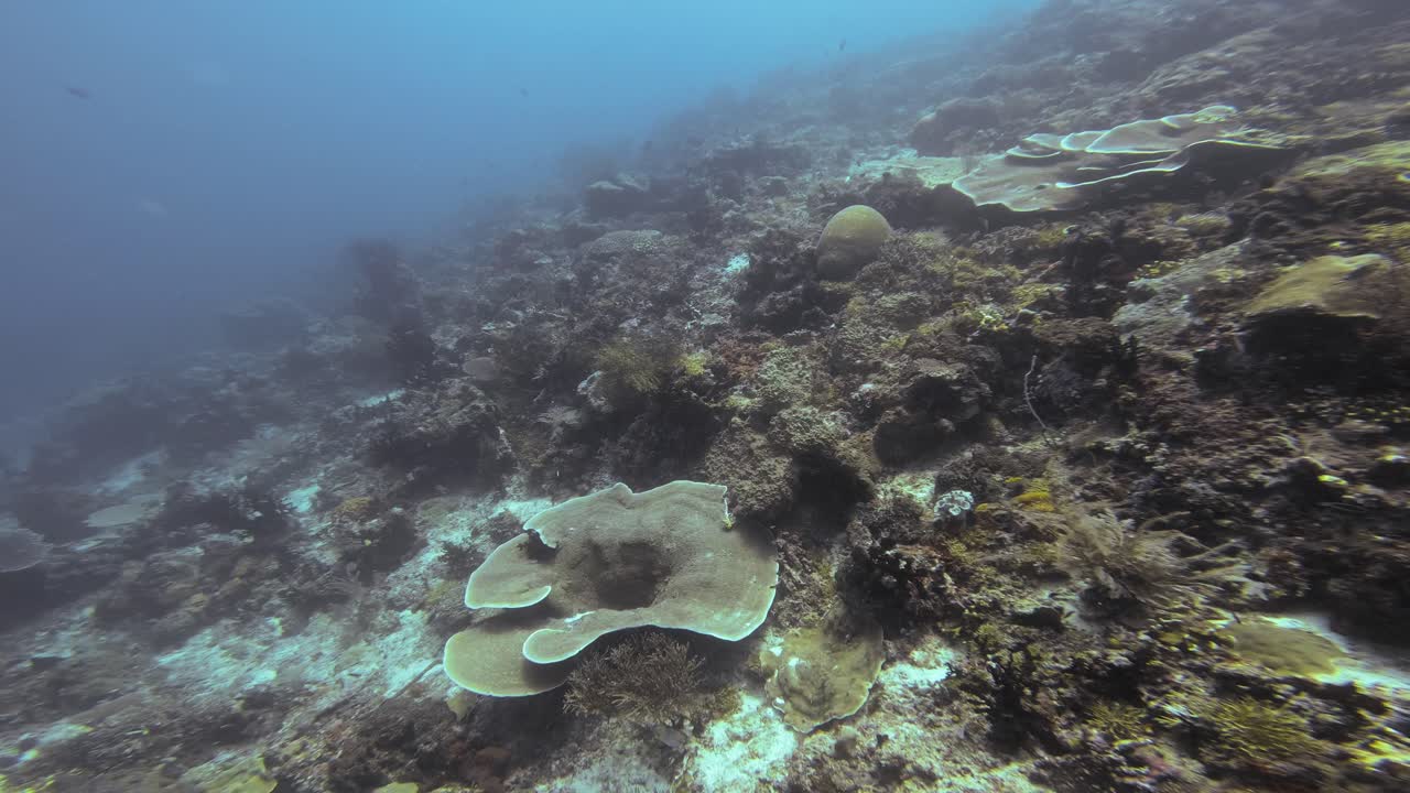 Dive into deep sea coral reef teeming with marine life, showcasing the stunning diversity of corals and fish in clear blue waters of Raja Ampat in Indonesia. Smooth Underwater Dolly shot.