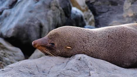 Close-up-of-fur-seal-opening-and-closing-eyes,-resting-on-rocks-and-basking-in-sun-at-Red-Rocks-in-Wellington,-New-Zealand-Aotearoa