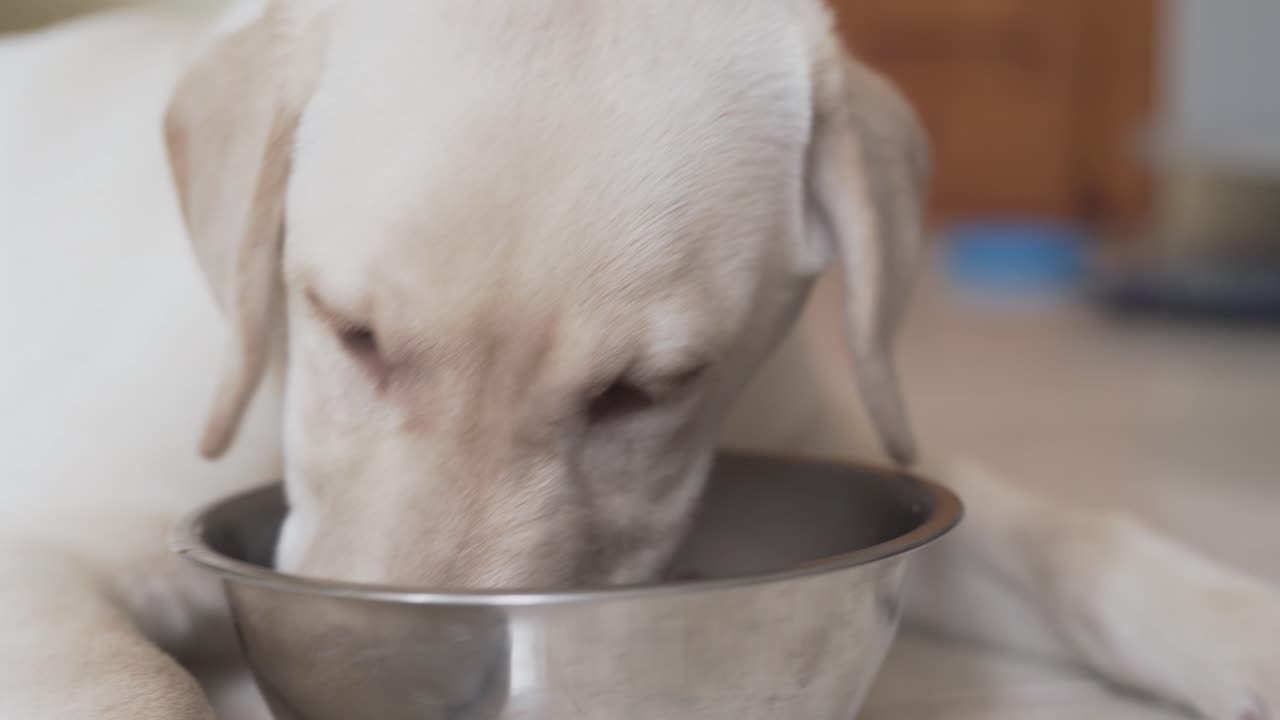 금속 그릇에서 애완 동물 사료를 아주 빨리 먹는 아주 좋은 개