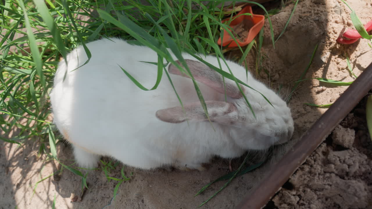 Serene Hare Rests In Grass, Gentle Rabbit Lies Peacefully In Sunlight, Calm Bunny Relaxes Softly Beside Shallow Ditch, Tranquil Hare Naps Quietly Among Green Grass Near Gentle Stream