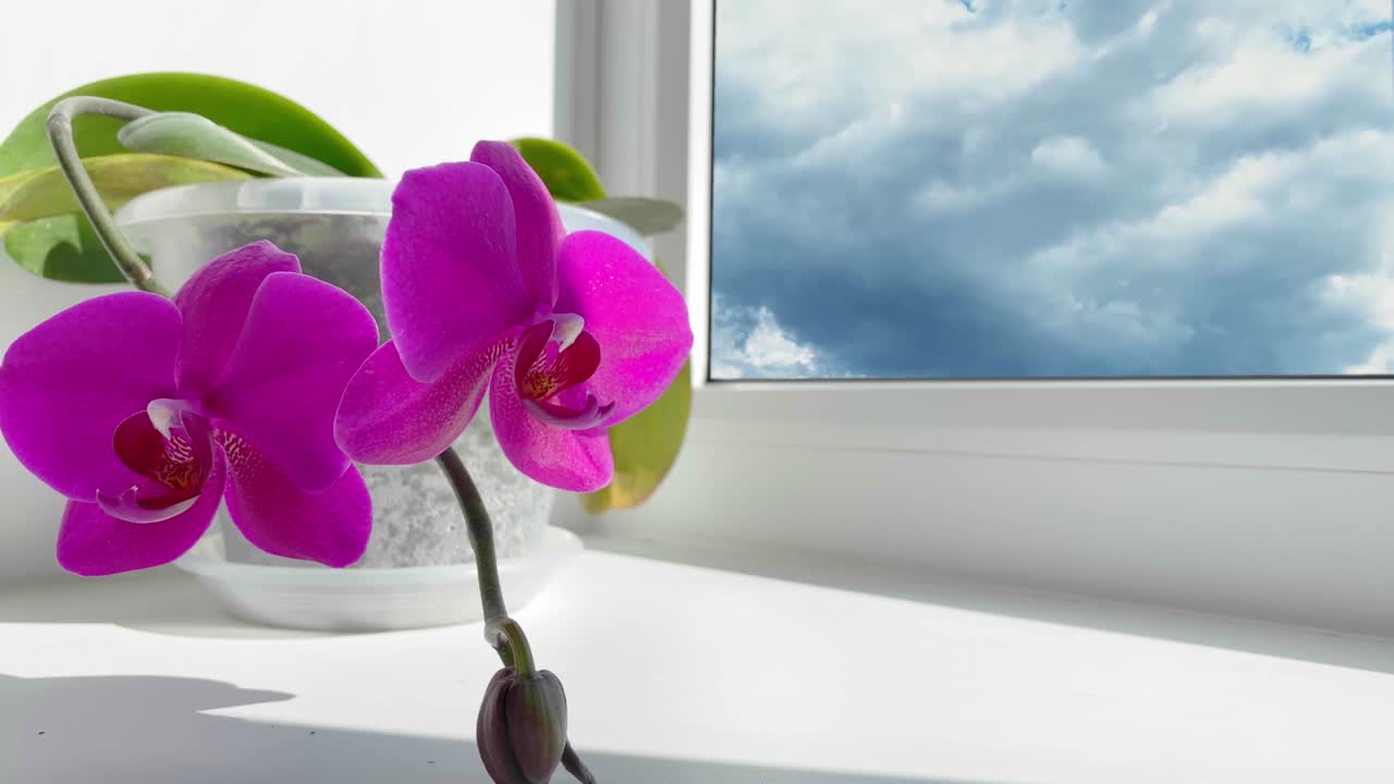 Orchid flower in pot on window sill. Sky and clouds moving on background. Time lapse. Orchid plant named phalaenopsis or falah known as butterfly orchids.