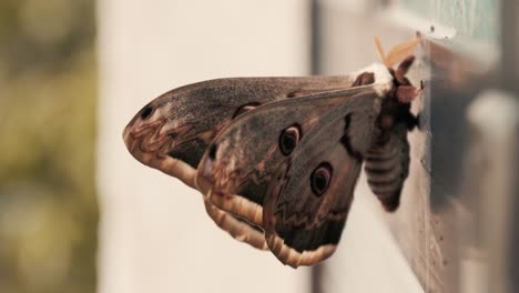 Enorme-Mariposa-Con-Alas-Coloridas-De-Pie-Sobre-Una-Superficie-De-Cerca