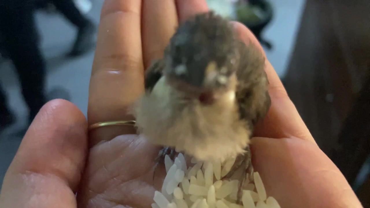 Small Baby Bird Resting on Human Hand with Rice