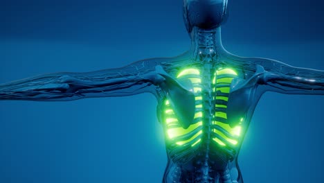 examen radiológico de los pulmones humanos