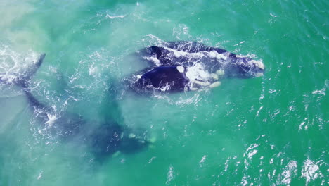 Vista-Aérea-Superior-Del-Grupo-De-Apareamiento-De-Ballenas-Juguetonas,-Ballenas-Francas-Australes-En-Hermanus