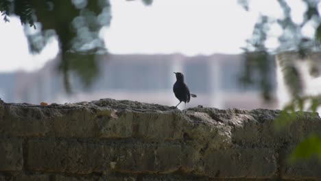 Indian-black-robin-sitting-on-the-wall