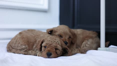 adorable pups sleeping and cuddling, newborn goldendoodle puppy dogs