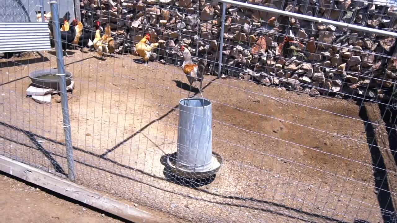 Slow motion of chickens in coop feeding.