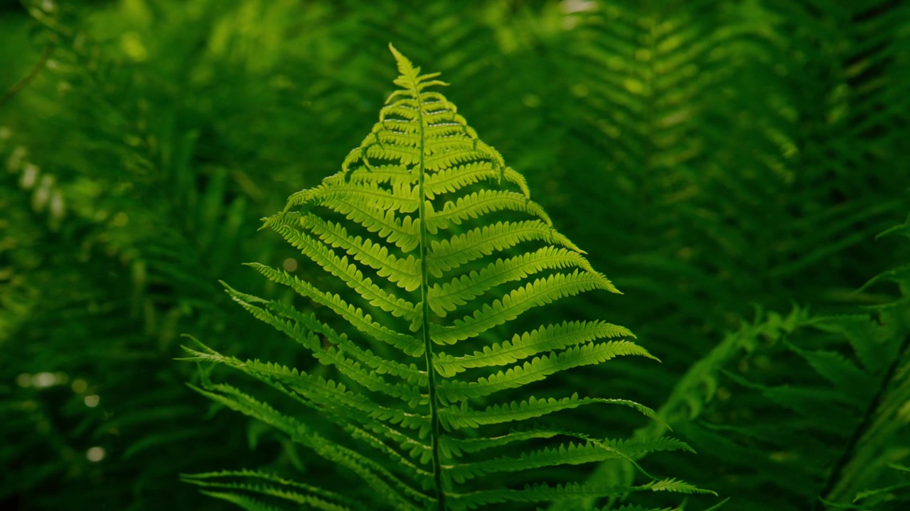 Uma única folha de samambaia verde vibrante destaca-se contra um fundo de floresta desfocado. A imagem captura a estrutura intrincada e delicada das frondes da samambaia.