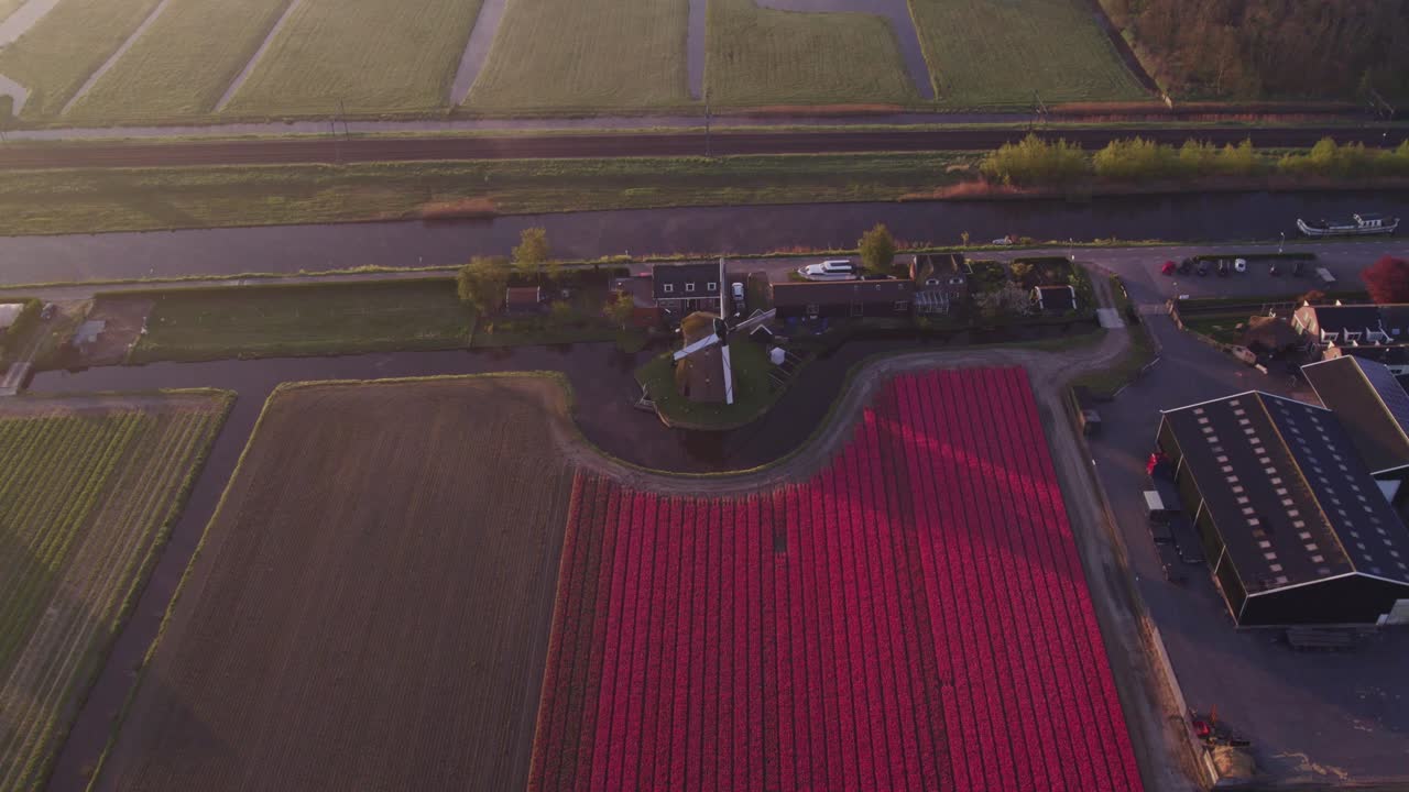 Vista aerea di Noordwijkerhout con Hogeveensemolen, tulipani, mulino a vento, che mostra un sereno paesaggio rurale da un'angolazione di 75 gradi.