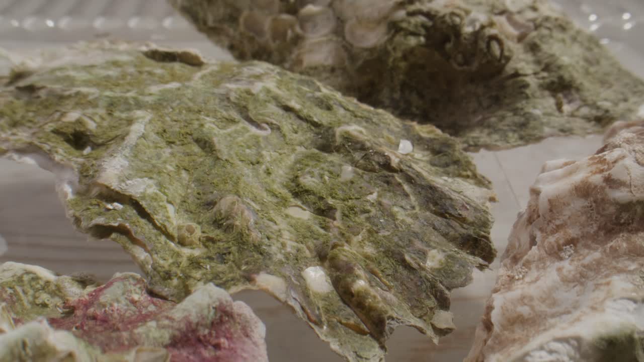 Close Up View of Textured Oyster Shells with Green Algae