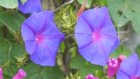 Nahaufnahme-Einer-Violetten-Prunkwinde,-Die-Sich-Im-Wind-Bewegt