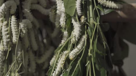 mature-silk-worms-on-green-leaf-close-up