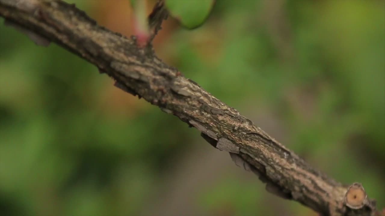 Close-up of a tree branch with leaves