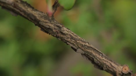 close-up of a tree branch with leaves