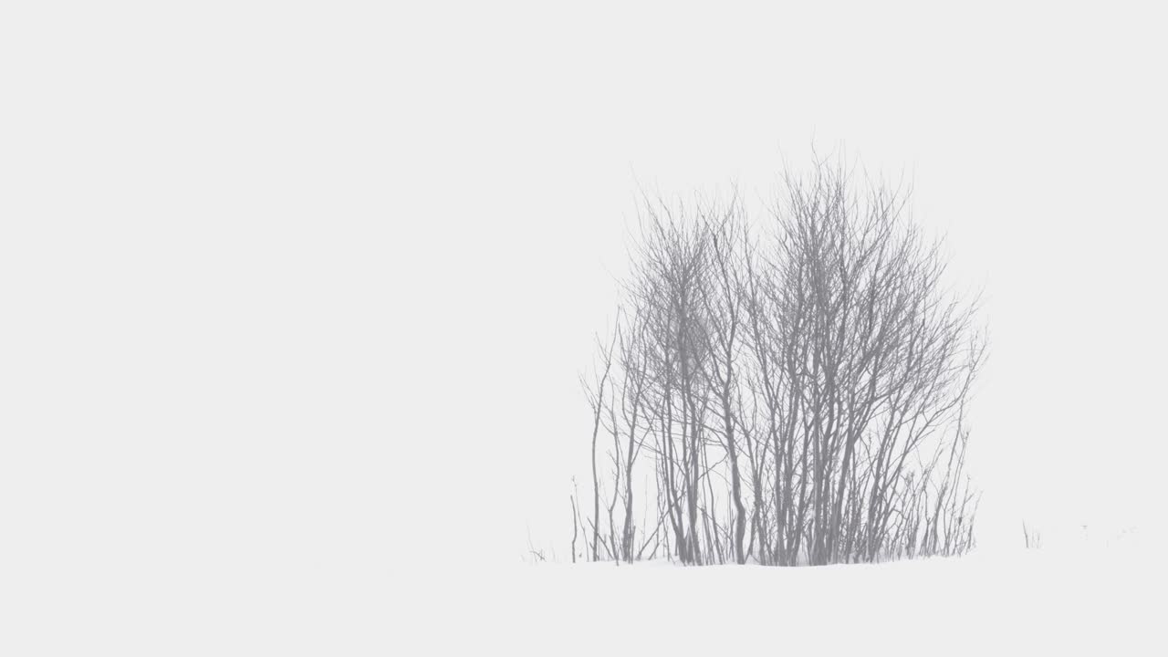 Trees in Montana Harsh Blizzard