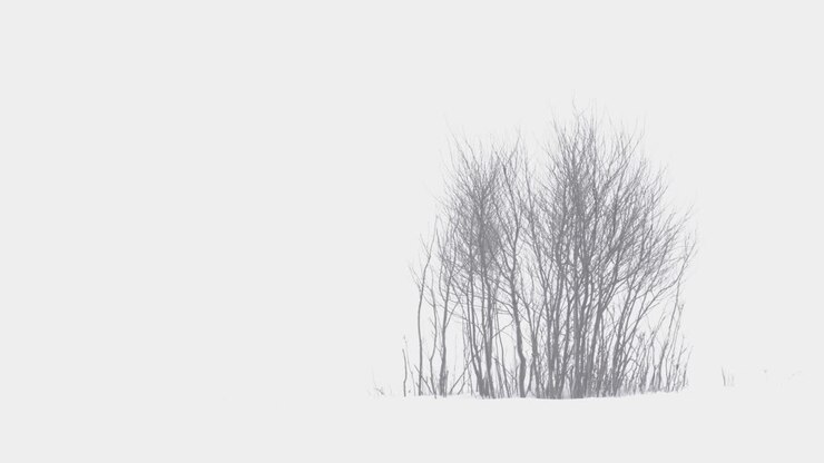 Trees in Montana Harsh Blizzard