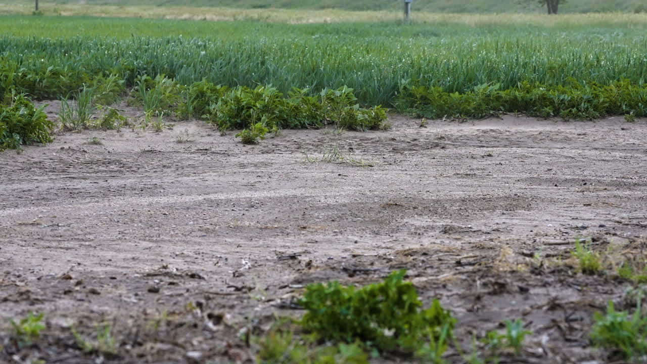 Strong winds blow dust across a dirt road