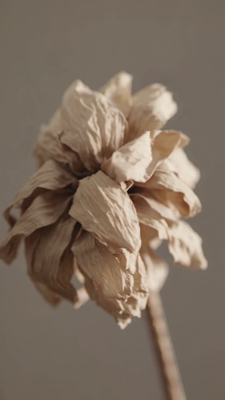 Close-up video of a dried flower against a neutral background, showcasing its delicate texture