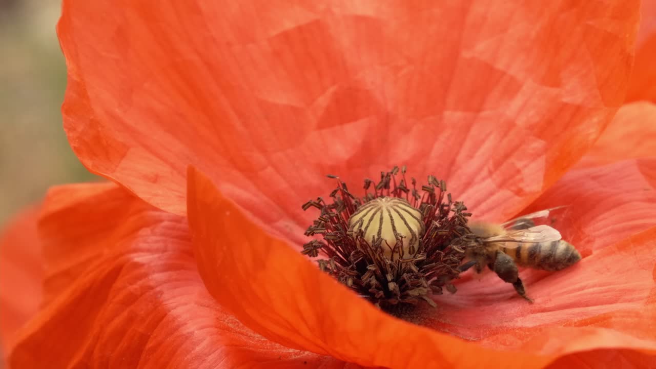 detalles de la hermosa abeja polinizando la flor de amapola roja