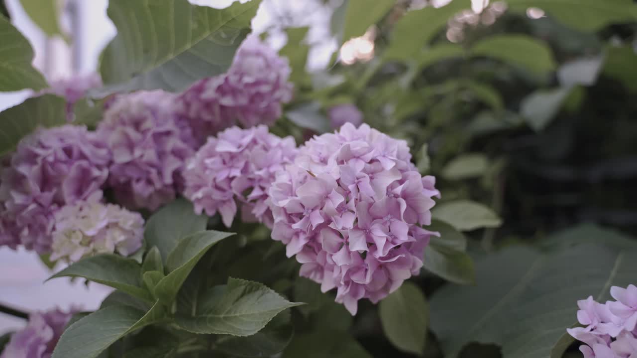 hortensia de bola de nieve de color púrpura claro en flor