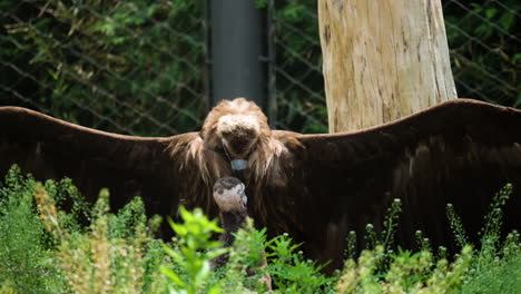 Mönchsgeier-Beschützt-Und-Bedeckt-Sein-Küken-Mit-Seiner-Flügelspannweite-Im-Seoul-Grand-Park-Zoo