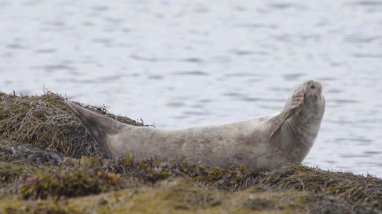 Cucciolo di foca comune carino che si gratta il muso su una costa rocciosa in riva al mare.