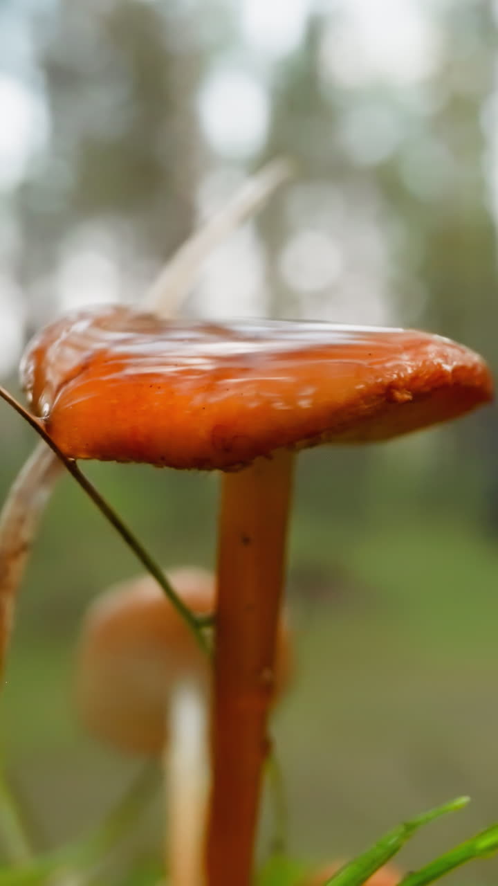 Tall bright orange mushroom covered with clear rain dew. Sunlight reflects on wet cap of fungus. Peaceful morning in forest on blurred background