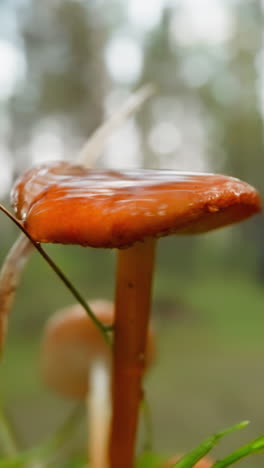 tall bright orange mushroom covered with clear rain dew. sunlight reflects on wet cap of fungus. peaceful morning in forest on blurred background