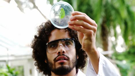 hombre examinando la hoja en un recipiente de vidrio