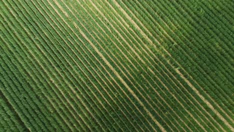 looking down on large field of crops in summer