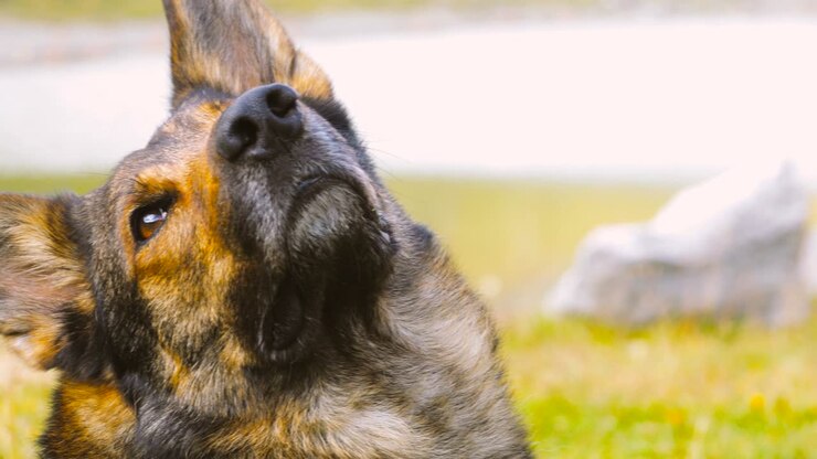 Simpatico cane lupo che muove la testa verso la fotocamera in un paesaggio montano.