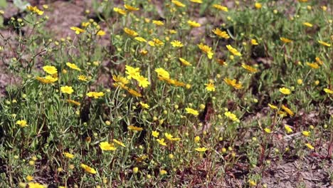 Kleine-Gelbe-Blumen,-Die-Im-Wind-Auf-Einem-Hügel-Winken