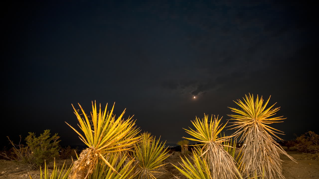 el lapso de tiempo nocturno en el árbol de josué con plantas de yuca en primer plano que muestran el cielo nocturno y las estrellas del árbol de joshua