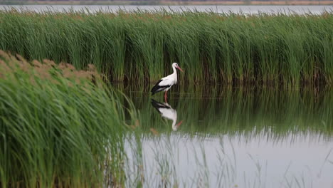 white stork in a wetland with reeds