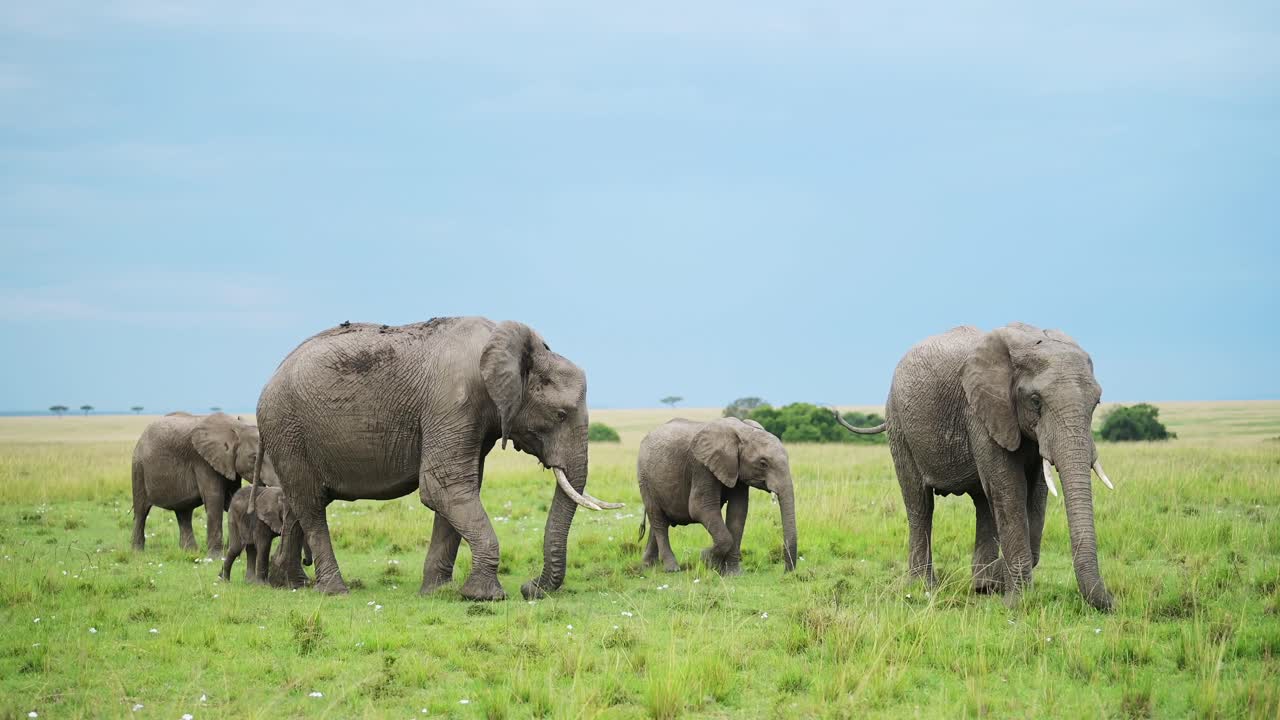 푸른 사바나 풍경 에서 가족 으로  ⁇ 고 있는 코끼리 들 의 무리 의 느린 움직임 촬영, 케냐 의 마사이 마라 국립 보호 구역 의 아프리카 야생 동물, 아프리카 의 마사이 마라 의 사파리 동물