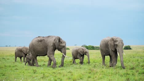 Slow-Motion-Shot-of-Group-of-Elephants-in-a-herd-walking-as-a-family-in-lush-green-savanna-landscape,-African-Wildlife-in-Maasai-Mara-National-Reserve,-Kenya,-Africa-Safari-Animals-in-Masai-Mara