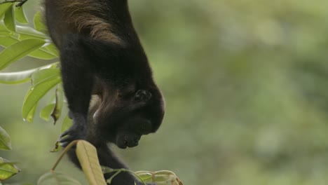el encantador y ágil mono aullador cuelga al revés para alimentarse de las exuberantes hojas del bosque.