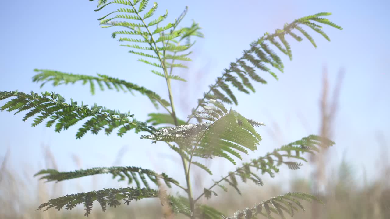 작은 나무는 바람의 부드러운 애정으로 우아하게 흔들리며 자연과 요소 사이의 조화를 보여줍니다.